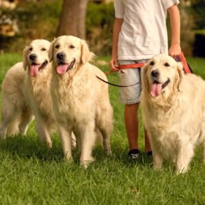 Leashes